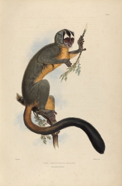 Vitoe Nyctipithecus Infulatus von Edward Lear